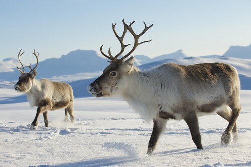 due renne nelle neve di profilo con la pelliccia folta