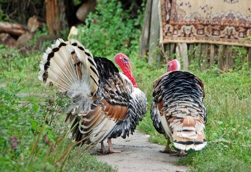 Tacchini americani nel prato