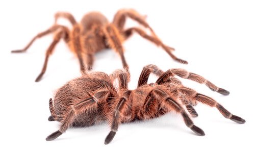 due tarantole viste da vicino
