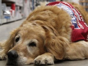 L'endoscopia nei cani: di cosa si tratta?