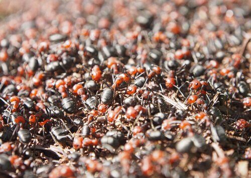 Esercito di termiti furia bianca