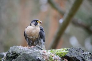 Un falco come animale domestico