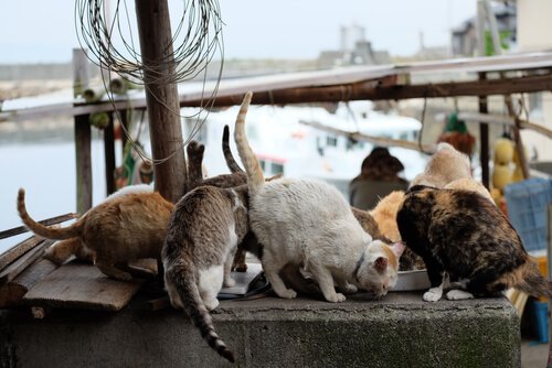 gatti che mangiano su isola del Giappone