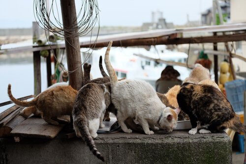 gatti che mangiano su isola del Giappone 
