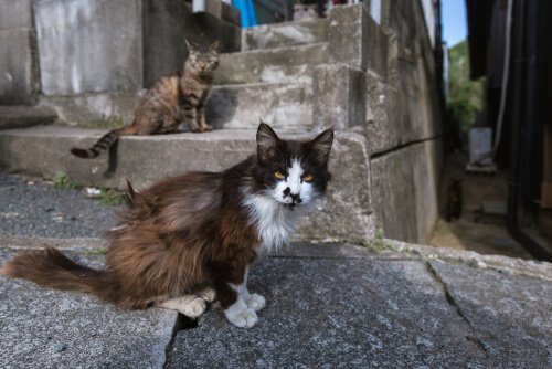 gatti che vivono su isola giapponese 