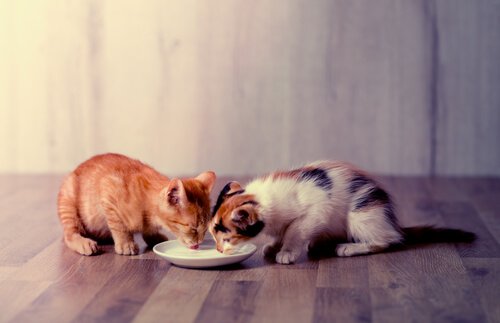 gattini che mangiano insieme 