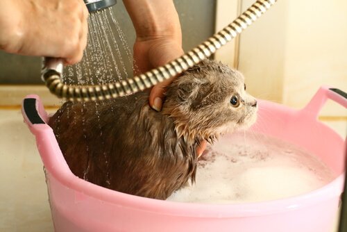 Gattino spaventato durante la doccia in un catino