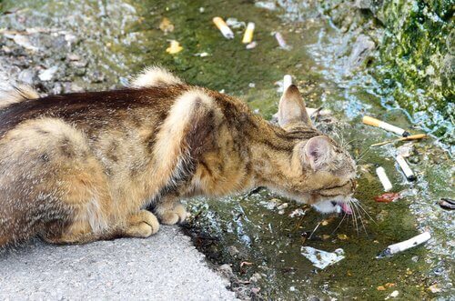 gatto beve da un ruscello pieno di mozziconi