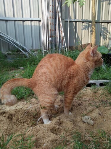 gatto che fa i bisogni in giardino