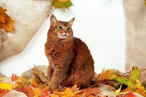 gatto della somalia seduto sulle foglie