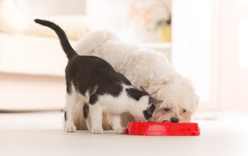gatto e cane mangiano dalla stessa ciotola rossa