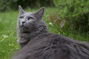 Gatto nebelung: storia e caratteristiche