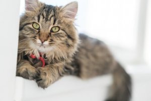 Gatto tedesco dal pelo lungo