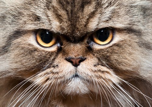 muso del gatto tedesco dal pelo lungo