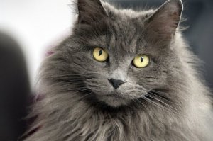 12 nomi per gatti a pelo lungo