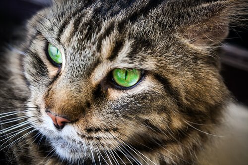 gli occhi verdi del Gatto asiatico fumo tigrato