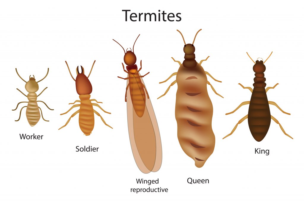 i cinque tipi principali di termiti in un disegno