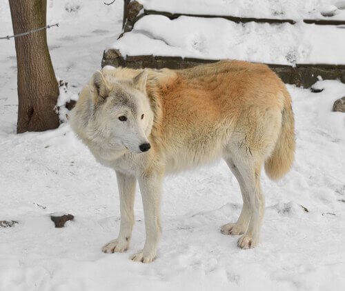 il bellissimo lupo della siberia visto di profilo