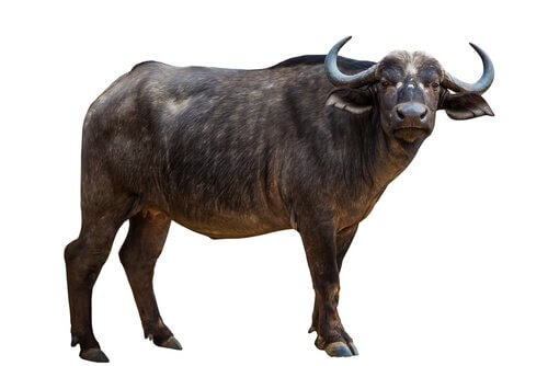 il corpo del bufalo di profilo