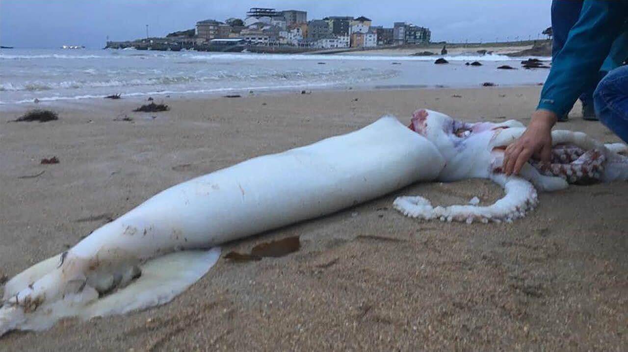 il corpo di un Calamaro gigante bianco sulla spiaggia