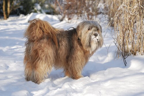 tibetan terrier in montagna