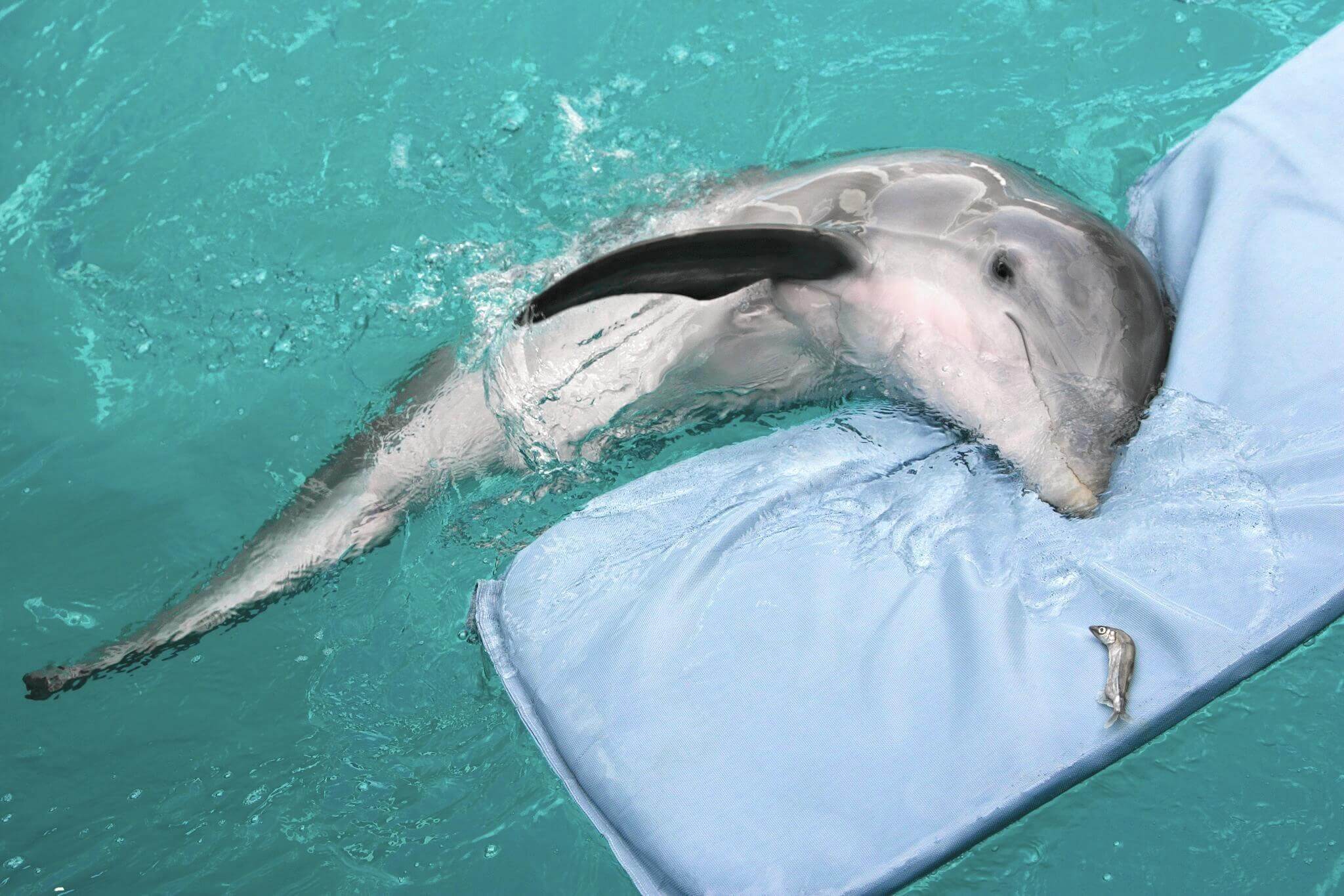 il delfino winter a galla su un materassino