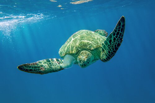 il nuoto di una tartaruga marina