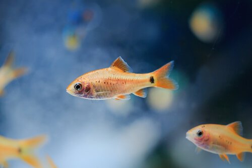 Pesci di fiume nuotano