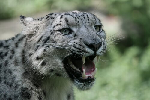 Leopardo delle nevi mostra i denti