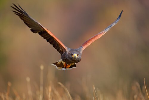 il volo raso di una poiana di harris