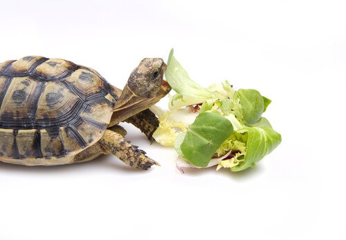 In che modo si alimenta una tartaruga?