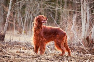 Setter irlandese: un cane bello e affettuoso
