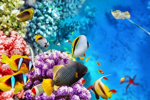 La fauna della Grande barriera corallina