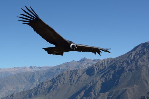 la straordinaria apertura alare di un condor