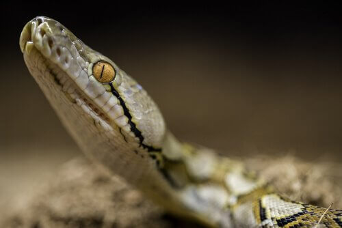 la testa di una pitone reticolato