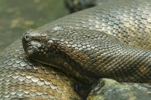 5 serpenti costrittori che dovete conoscere