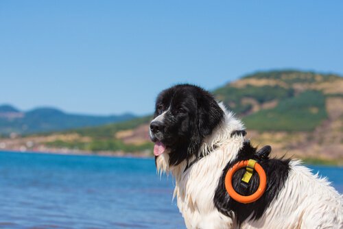 Landseer da soccorso in acqua