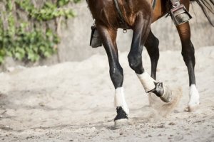 Tipi di arti nei mammiferi: differenze e curiosità