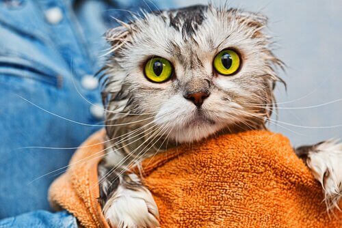 Gatto appena lavato