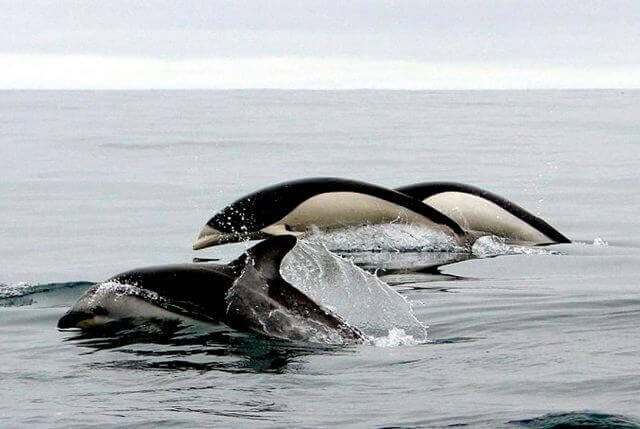 due esemplari di lissodelfino e un delfino comune