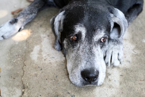 Sguardo preoccupato di un cane anziano sdraiato