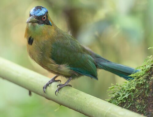 Motmot capoblu