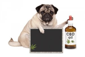 Medicina alternativa per animali domestici