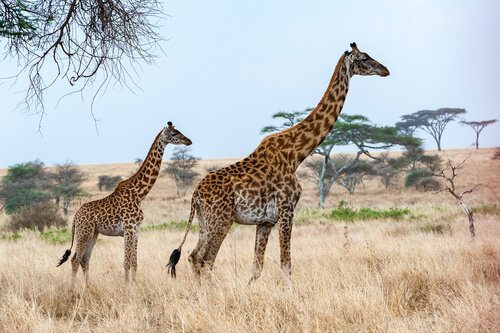 madre e cucciolo di giraffa nella savana