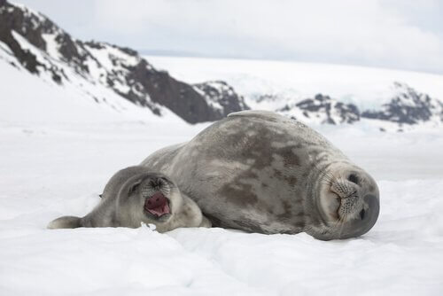 mamma foca con un cucciolo sulla neve