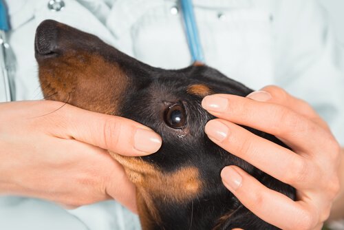 Medico osserva testa e occhio di un cane