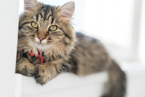 Gatto con sonaglio al collo disteso