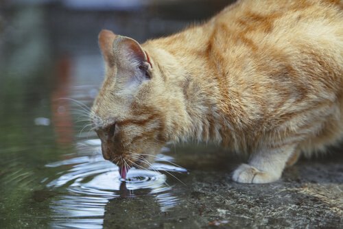 Gatto si disseta bevendo da una pozzanghera