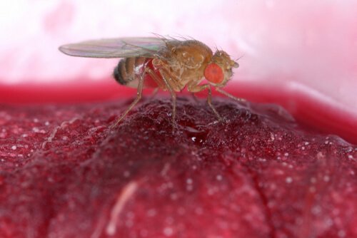 La mosca come vettore di malattie