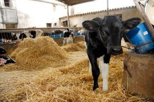 Febbre aftosa nel bestiame